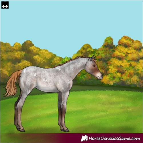 Horse Color:White Spotted Liver Red Roan 