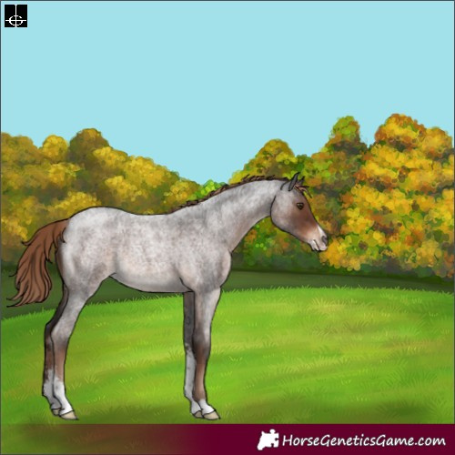 Horse Color:Liver Red Roan Sabino Rabicano