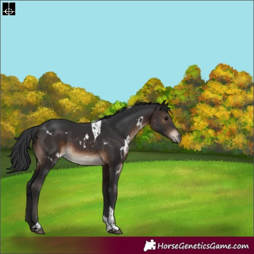 Horse Color:White Spotted Brown Tobiano Rabicano