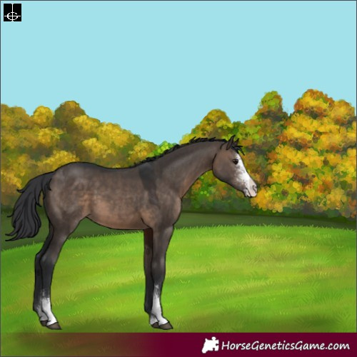 Horse Color:Brown Dun Sabino 