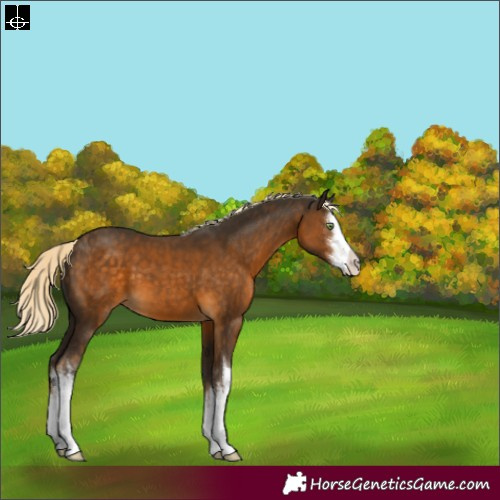 Horse Color:White Spotted Chocolate Palomino 