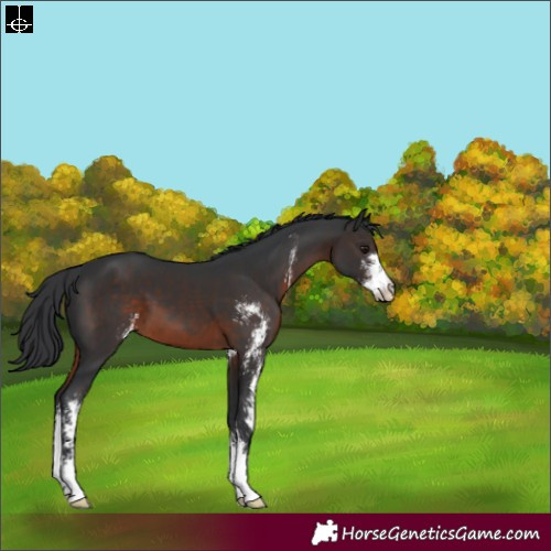 Horse Color:Brown Sabino