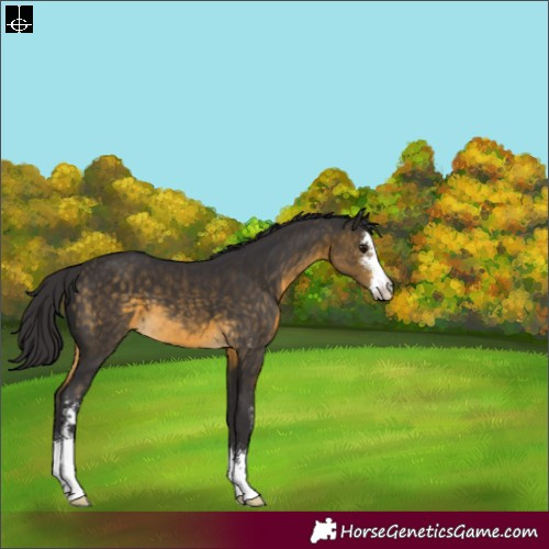 Horse Color:Buckskin Sabino 