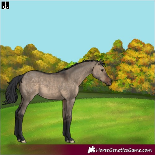 Horse Color:White Spotted Brown Dun 