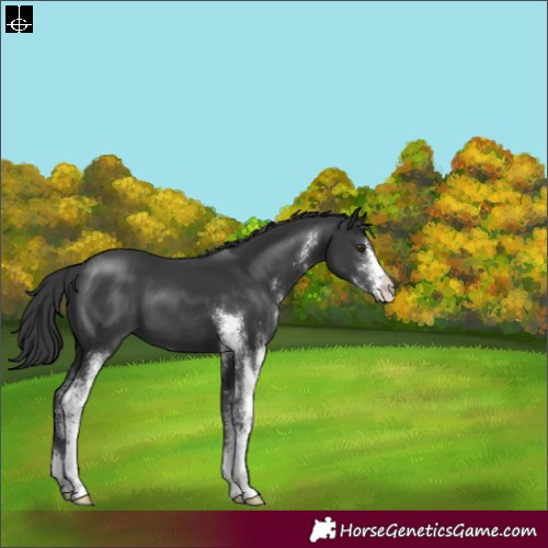 Horse Color:Black Sabino 