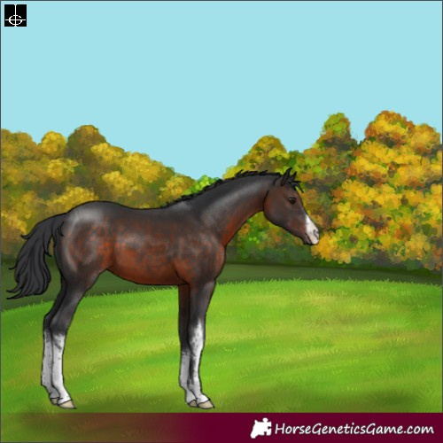 Horse Color:White Spotted Brown
