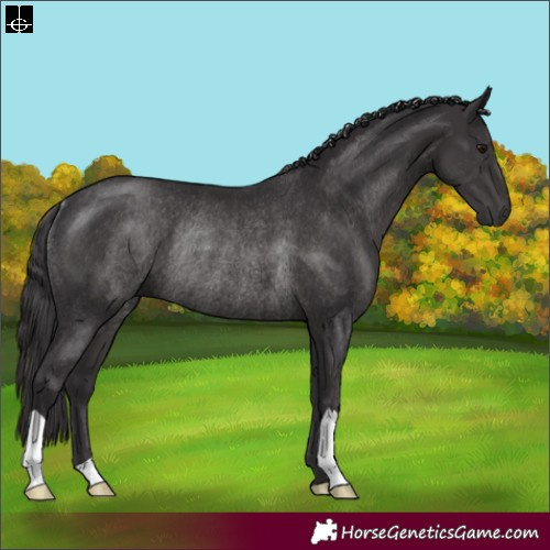 Horse Color:Smoky Black Rabicano 