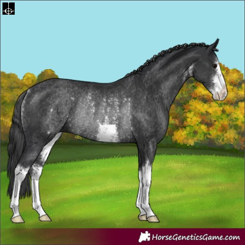 Horse Color:White Spotted Black Rabicano 
