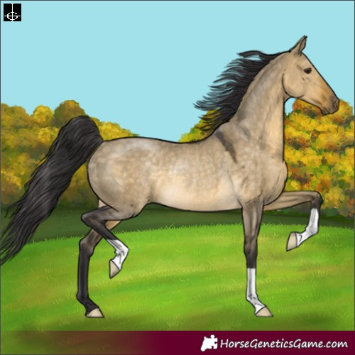 Horse Color:Buckskin Dun Rabicano 