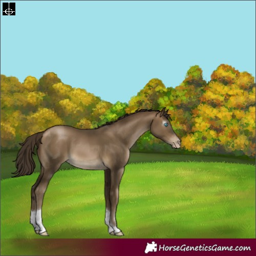 Horse Color:Gray Buckskin Pearl Tobiano Rabicano