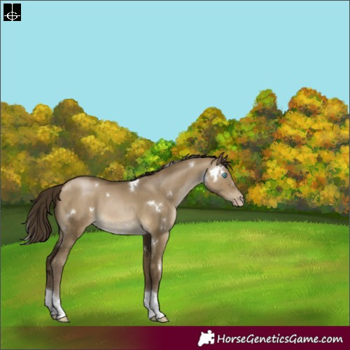 Horse Color:Gray White Spotted Buckskin Pearl Dun Tobiano Rabicano