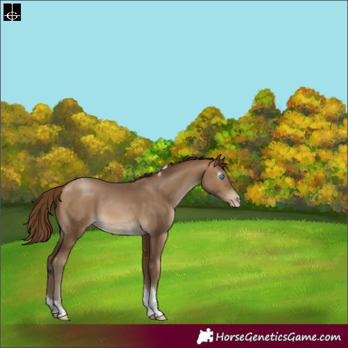 Horse Color:Gray Buckskin Pearl Tobiano Rabicano 