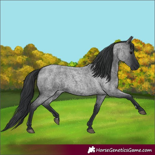 Horse Color:Blue Roan 
