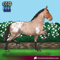 Horse Color:White Spotted Bay Roan Blanket 