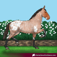 Horse Color:White Spotted Bay Roan Blanket 