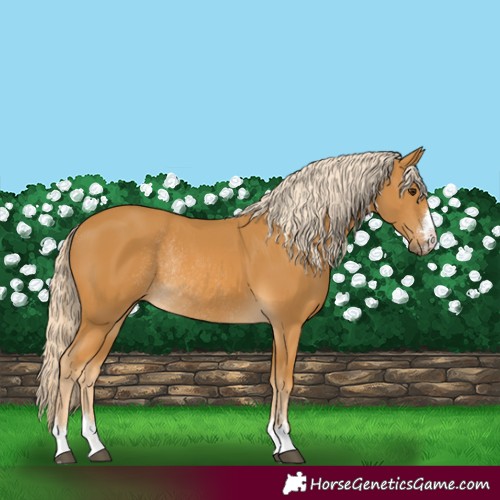 Horse Color:Palomino Rabicano 