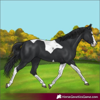 Horse Color:Black Splash Tobiano