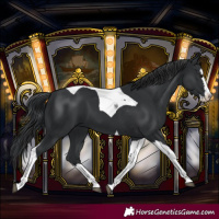 Horse Color:Black Splash Tobiano