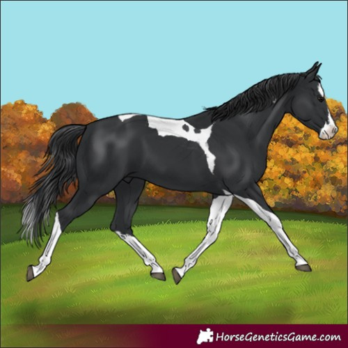 Horse Color:Black Splash Tobiano 