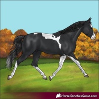 Horse Color:Black Splash Tobiano