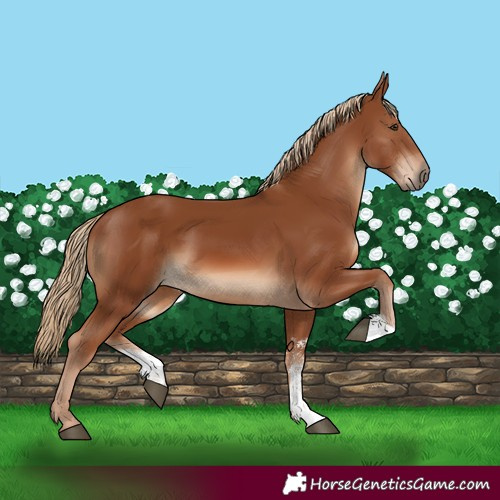 Horse Color:Chestnut Sabino