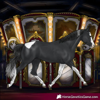 Horse Color:Black Splash Tobiano