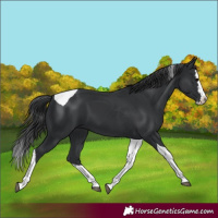 Horse Color:Black Splash Tobiano 