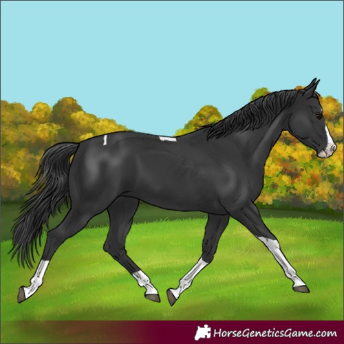 Horse Color:Black Splash Tobiano 