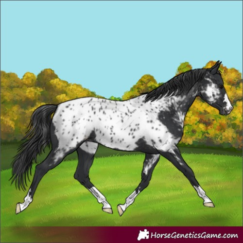 Horse Color:Black Appaloosa Rabicano 