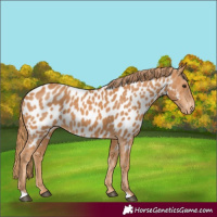 Horse Color:Chestnut Appaloosa