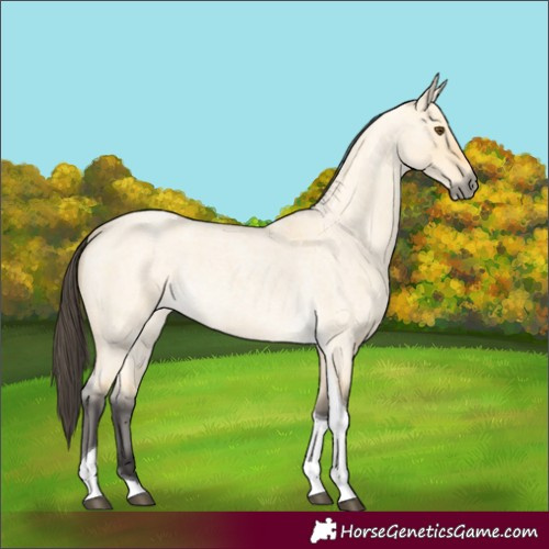 Horse Color:Buckskin Roan Dun Tobiano 