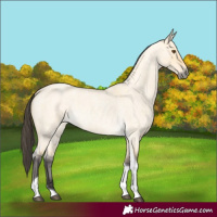 Horse Color:Buckskin Roan Dun Tobiano 