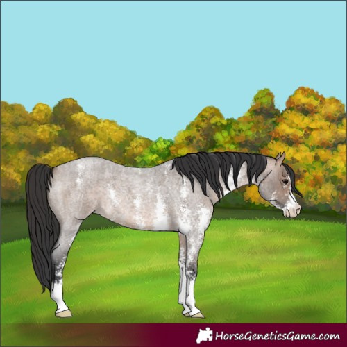 Horse Color:Brown Roan Dun Sabino 