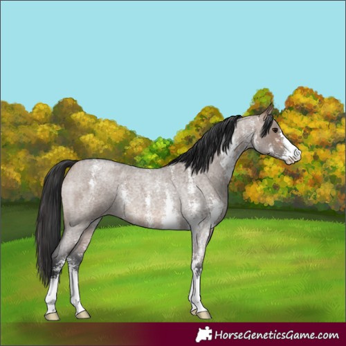 Horse Color:Brown Roan Dun Sabino