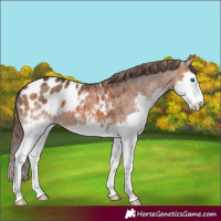 Horse Color:Bay Splash Appaloosa 