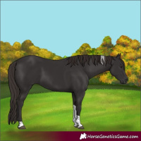 Horse Color:Liver Chestnut Tobiano 