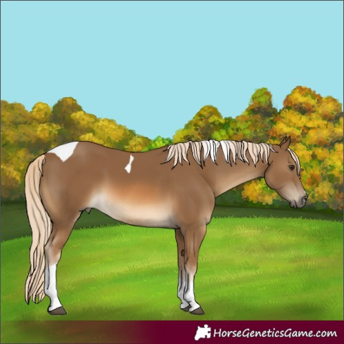 Horse Color:Chocolate Palomino Tobiano 