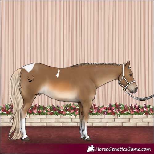 Horse Color:Chocolate Palomino Tobiano 