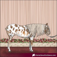 Horse Color:Chocolate Palomino Tobiano Appaloosa 