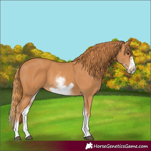 Horse Color:White Spotted Chestnut Frame 
