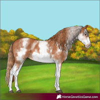 Horse Color:White Spotted Chestnut Frame 