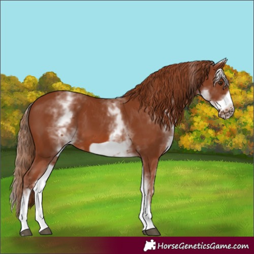 Horse Color:White Spotted Chestnut Frame 