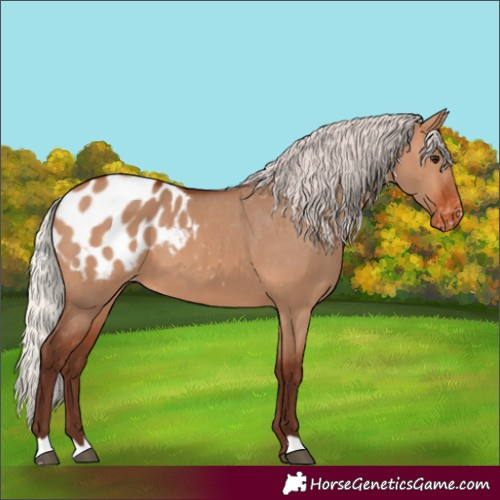 Horse Color:Silver Bay Dun Appaloosa 