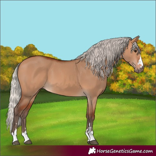 Horse Color:Silver Bay Dun 