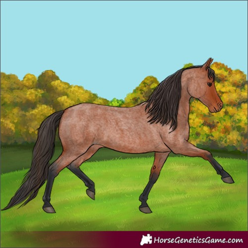 Horse Color:Bay Roan 