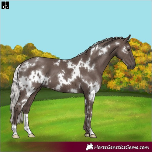 Horse Color:White Spotted Silver Black 