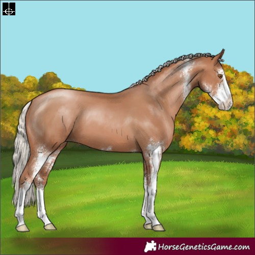 Horse Color:Silver Black Pearl Sabino 