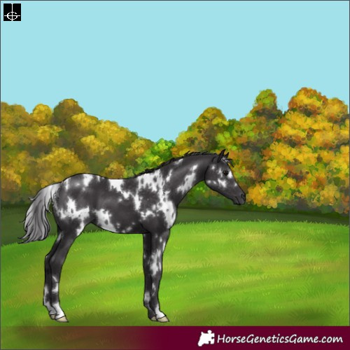 Horse Color:White Spotted Smoky Black
