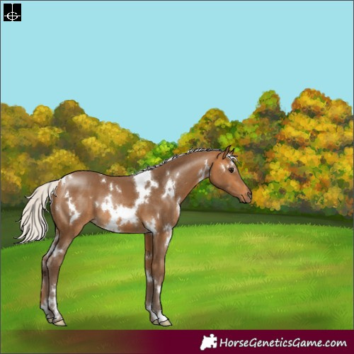 Horse Color:White Spotted Silver Buckskin