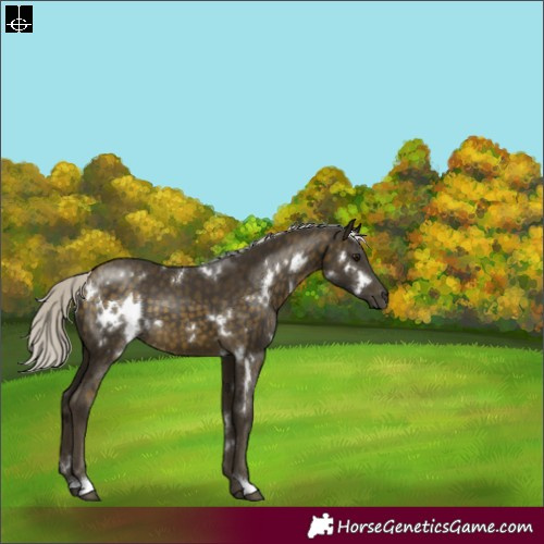 Horse Color:White Spotted Silver Buckskin
